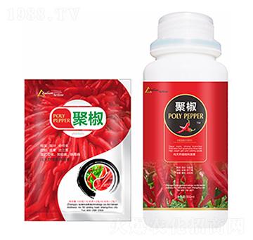 �۽�-�����Ƽ�