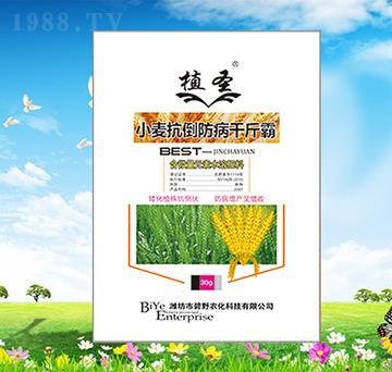 С����������ǧ���-ֲ